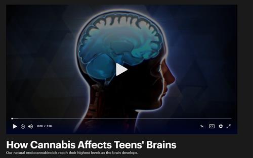 How Cannabis Affects the Teen's Brain